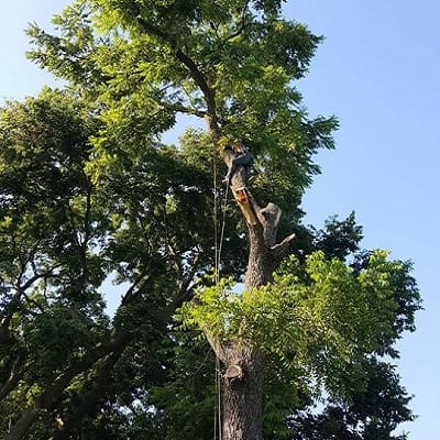 Abe The Tree Climber 400x400