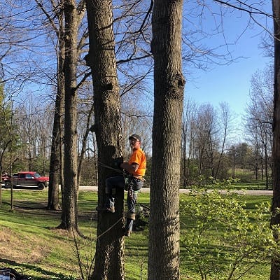 Thorntown Tree Removal at The Guinn's 300x300